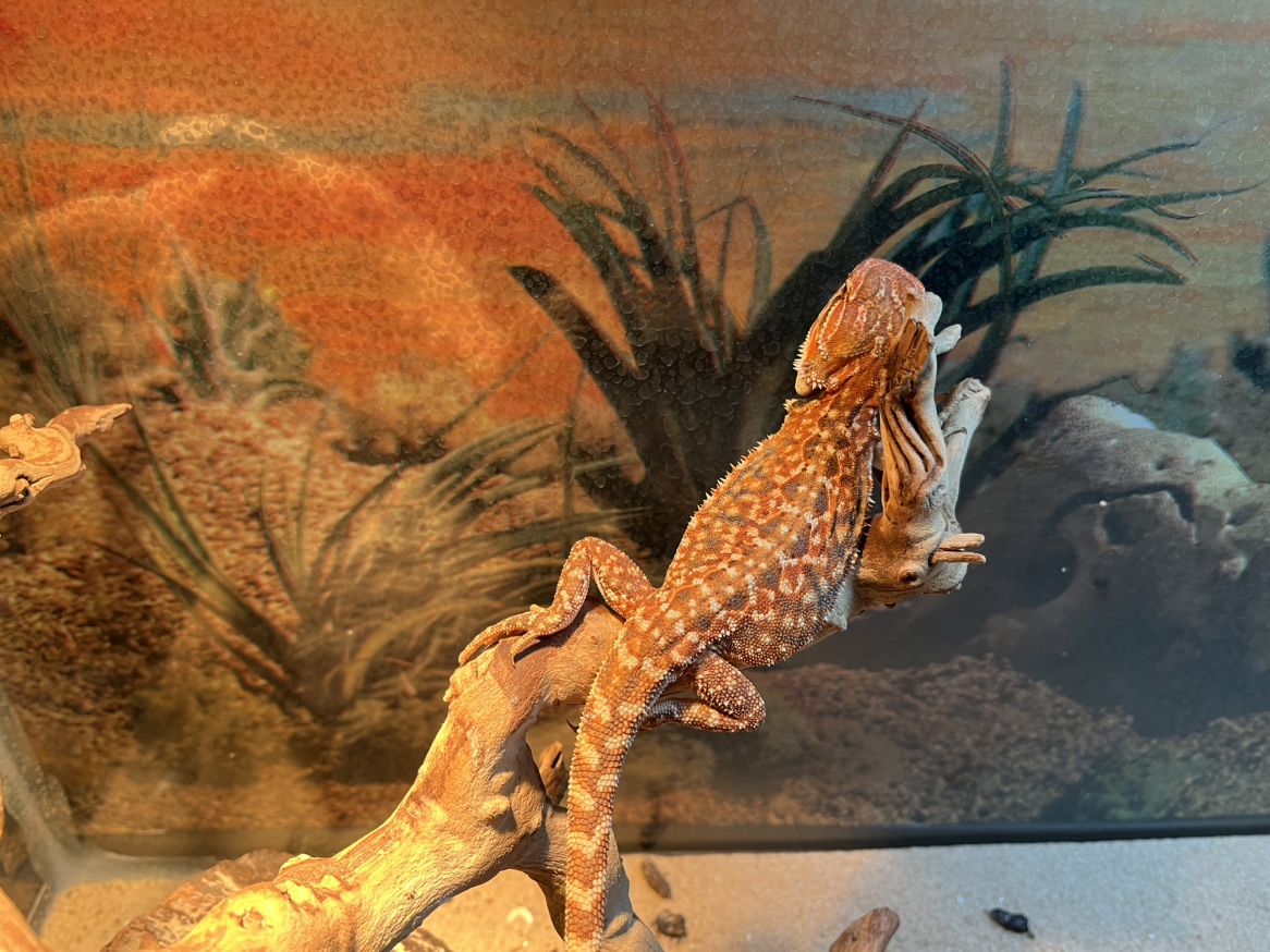 Pet - photo 2