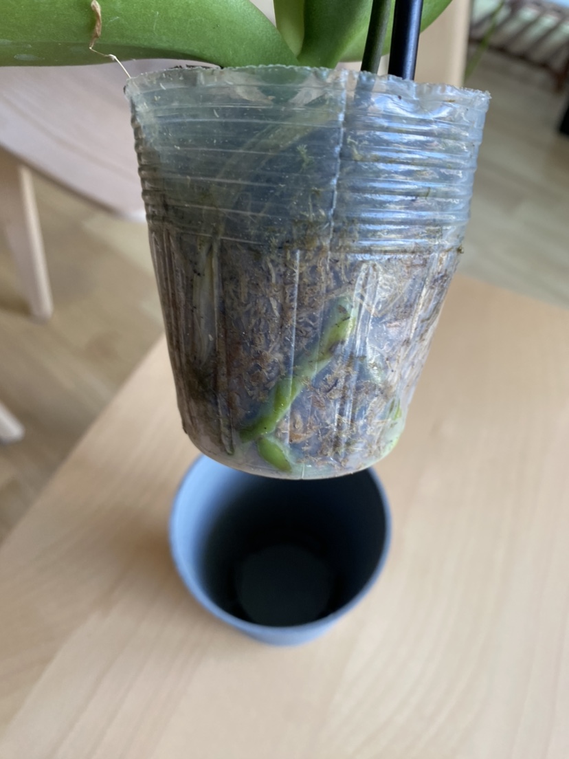 Cute little orchid image indicator(4)