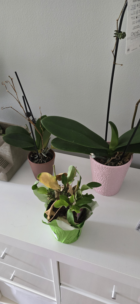 free plants