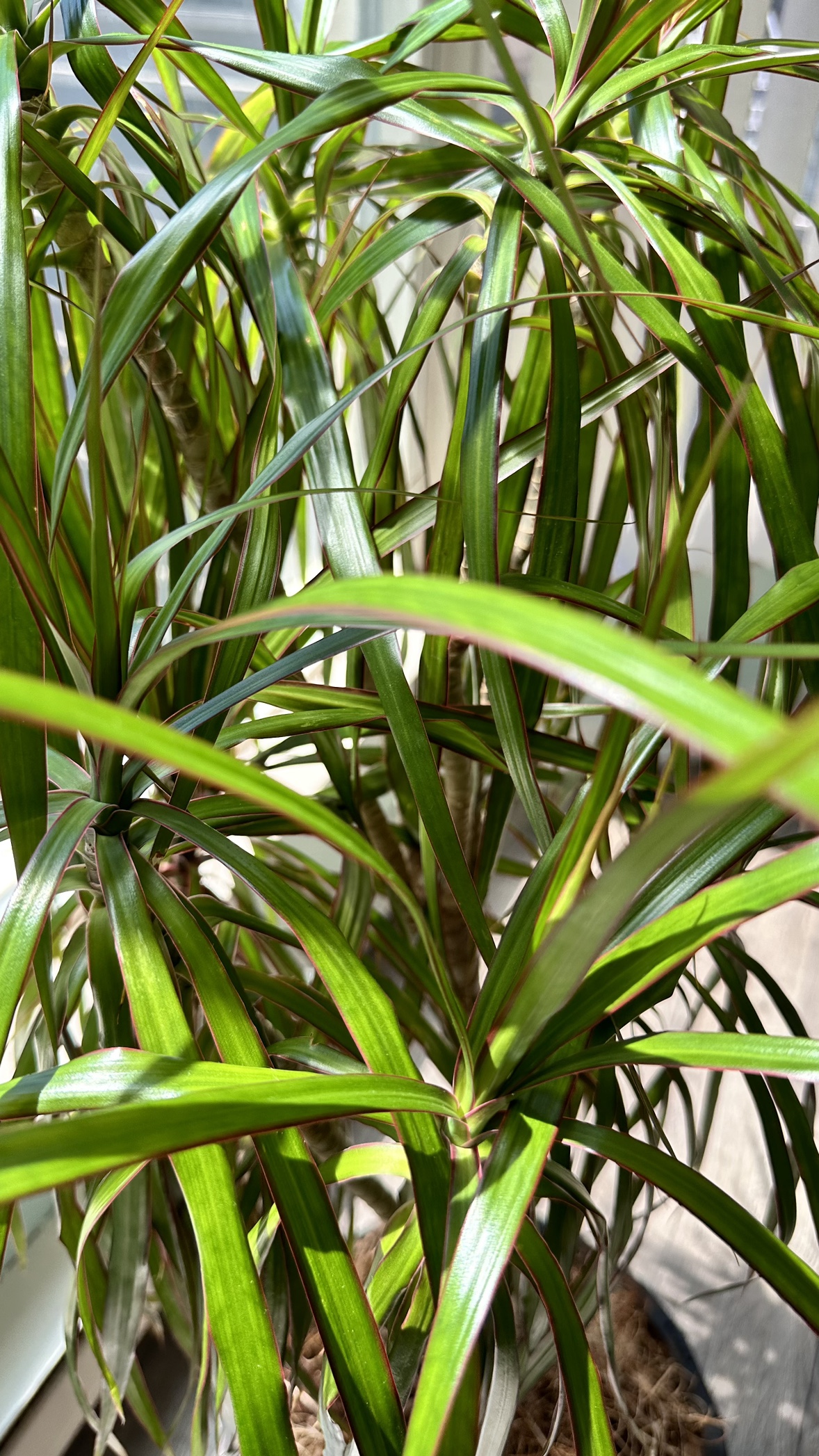 3’3” Draecaena Marginata Plant in Brown Pot - photo 2