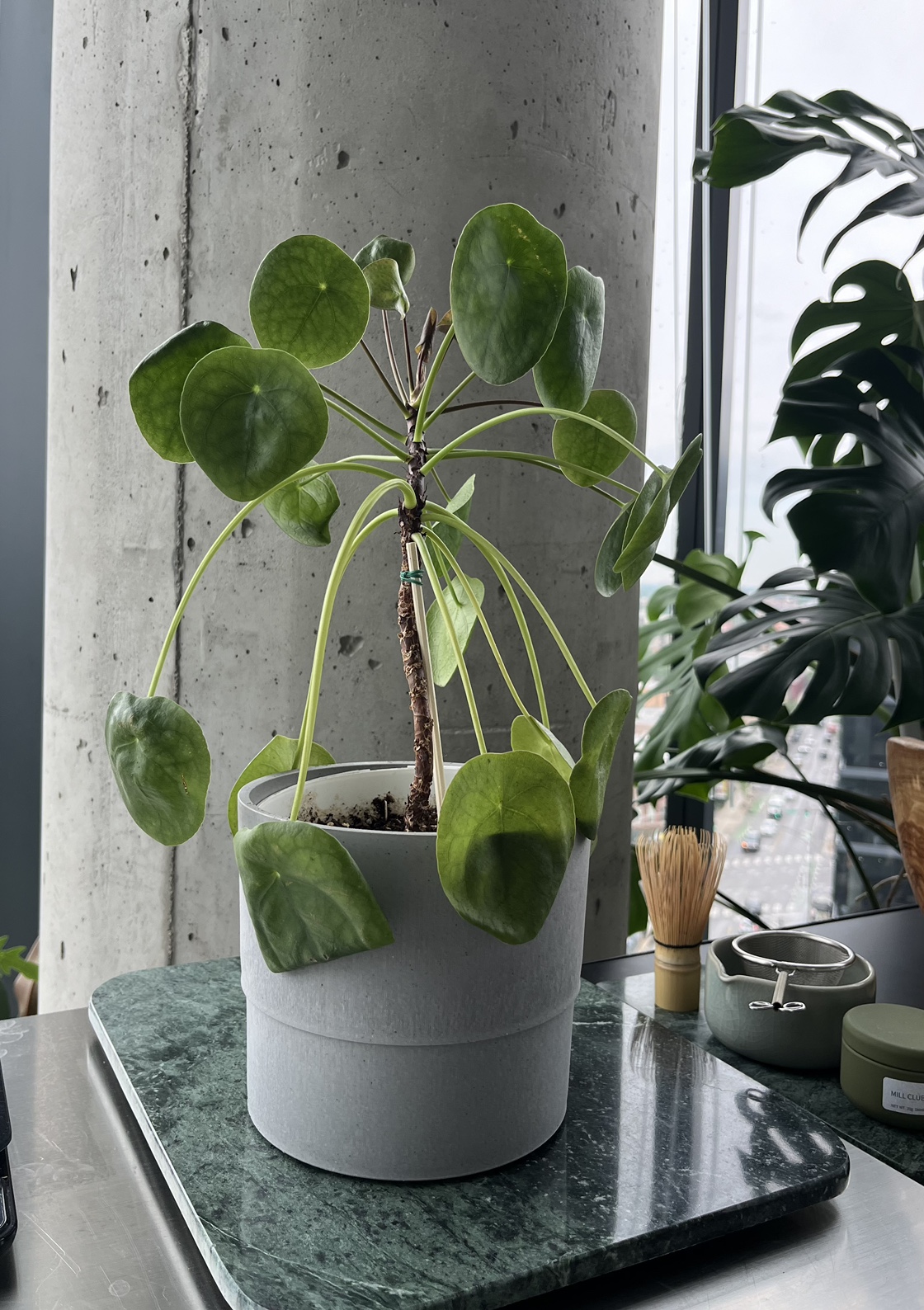 Chinese money plant