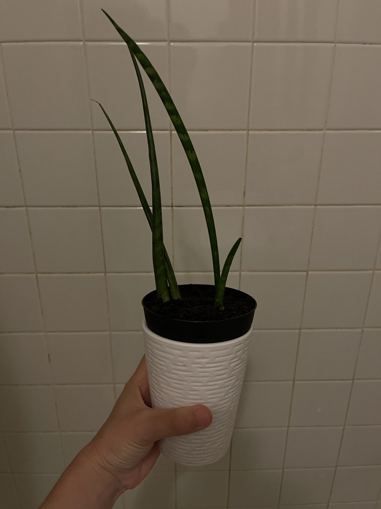 Cylindrical snake plant (2 roots) image indicator(2)