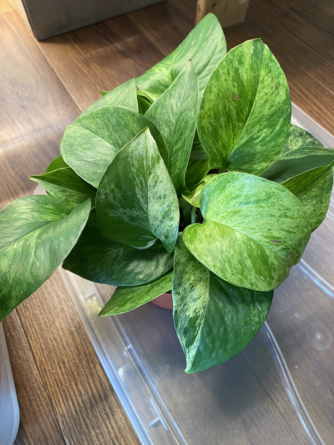 Marble Queen Pothos Plants - photo 4