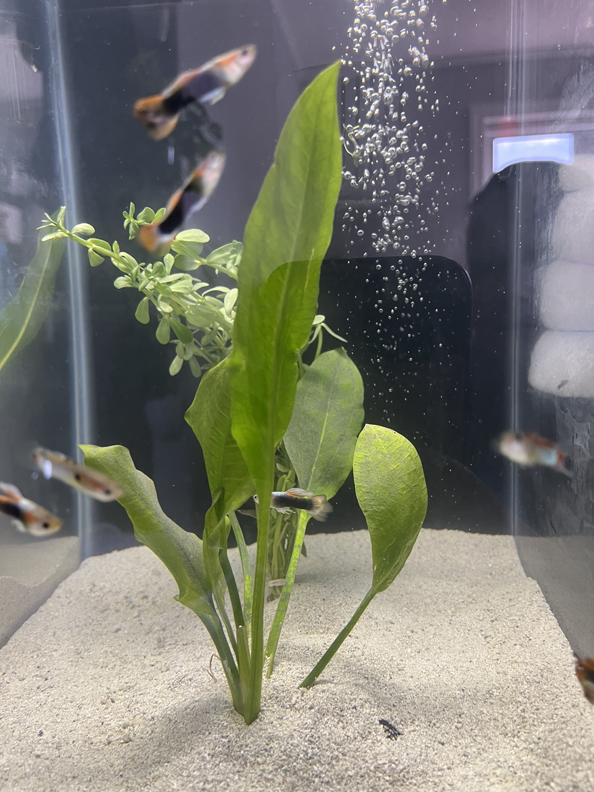 Tuxedo guppy breeding pairs