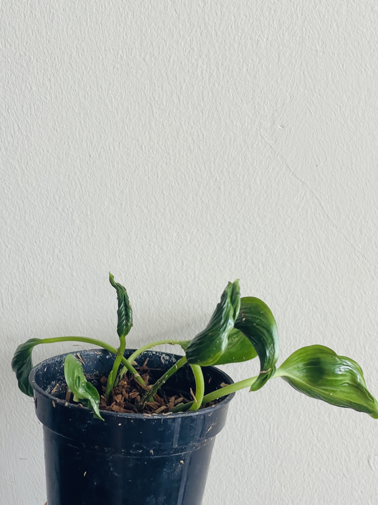 Shangrila Pothos Teruno variety thumbnail