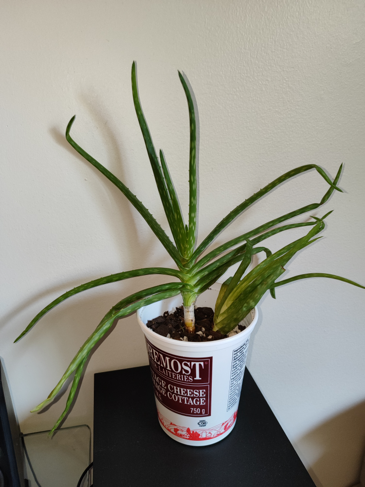 🥕 For trade! Aloe