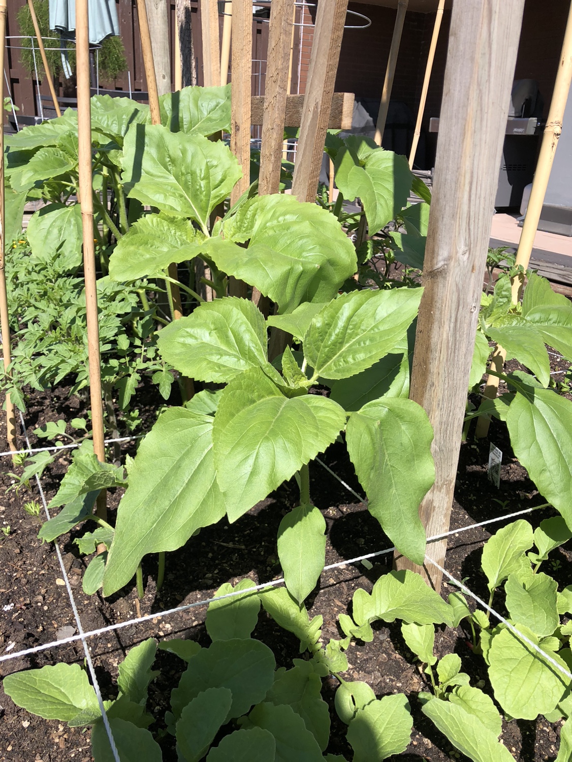 Sunflowers ready to go image indicator(3)