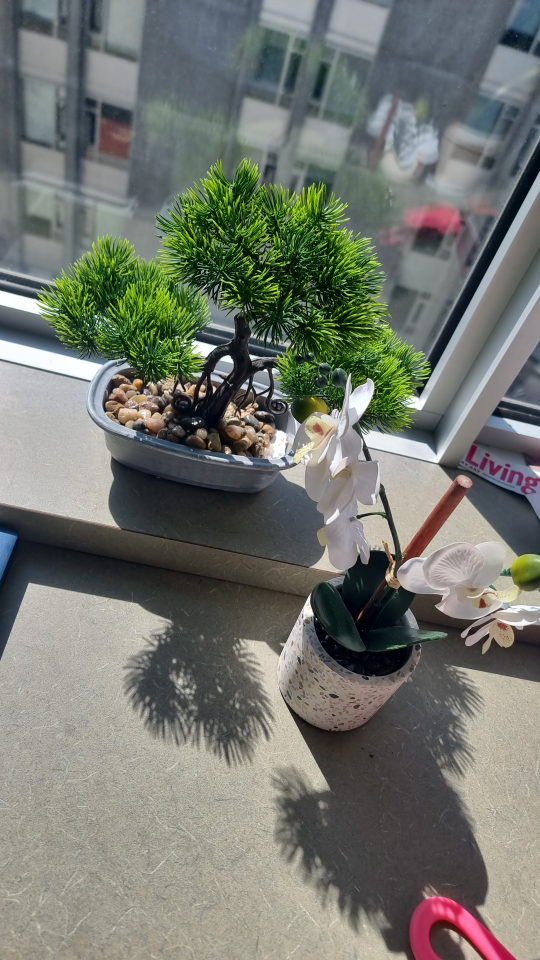Fake plants - bonsai and orchid thumbnail