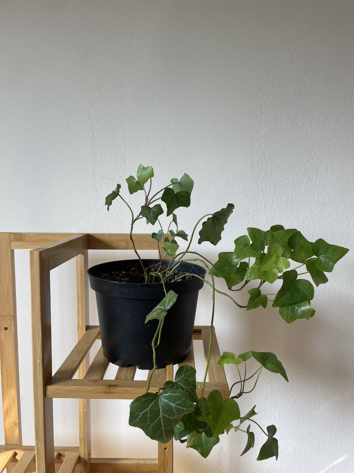 English Ivy - photo 4
