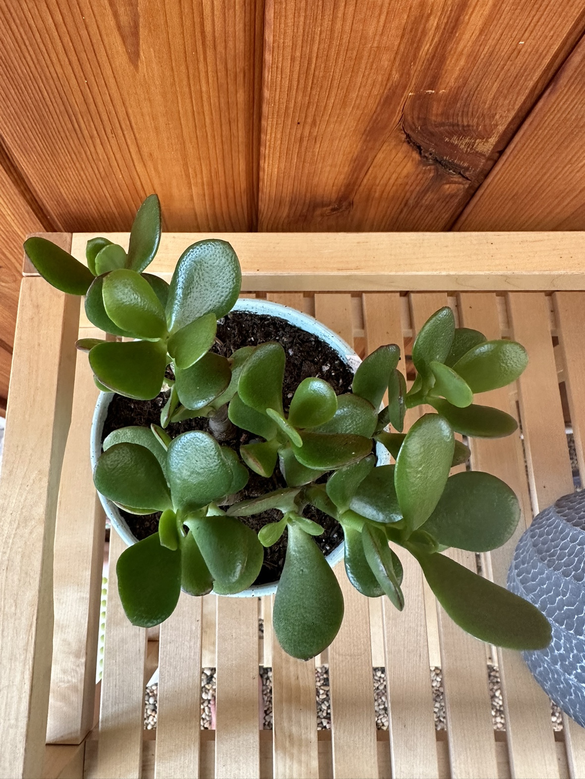 Jade plant - photo 2