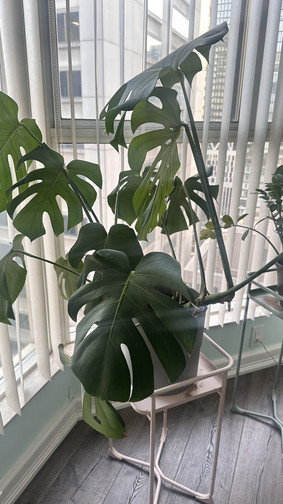 3 ft Healthy and Growing Monstera in 10” grey pot - photo 3