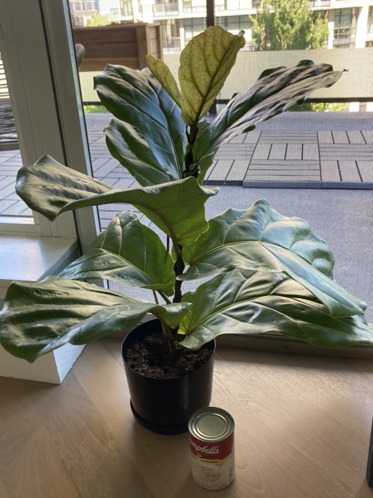 Fiddle leaf fig plant - photo 3