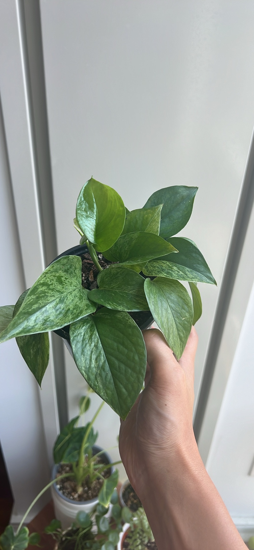 Marble Queen Pothos - photo 2
