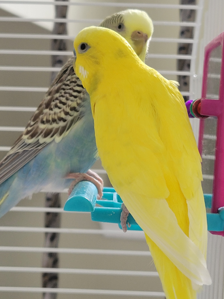 Budgie blue and yellow thumbnail