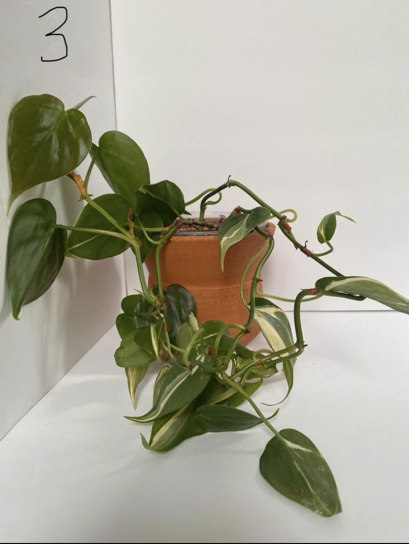 Philodendron hederaceum 'Rio' - photo 3