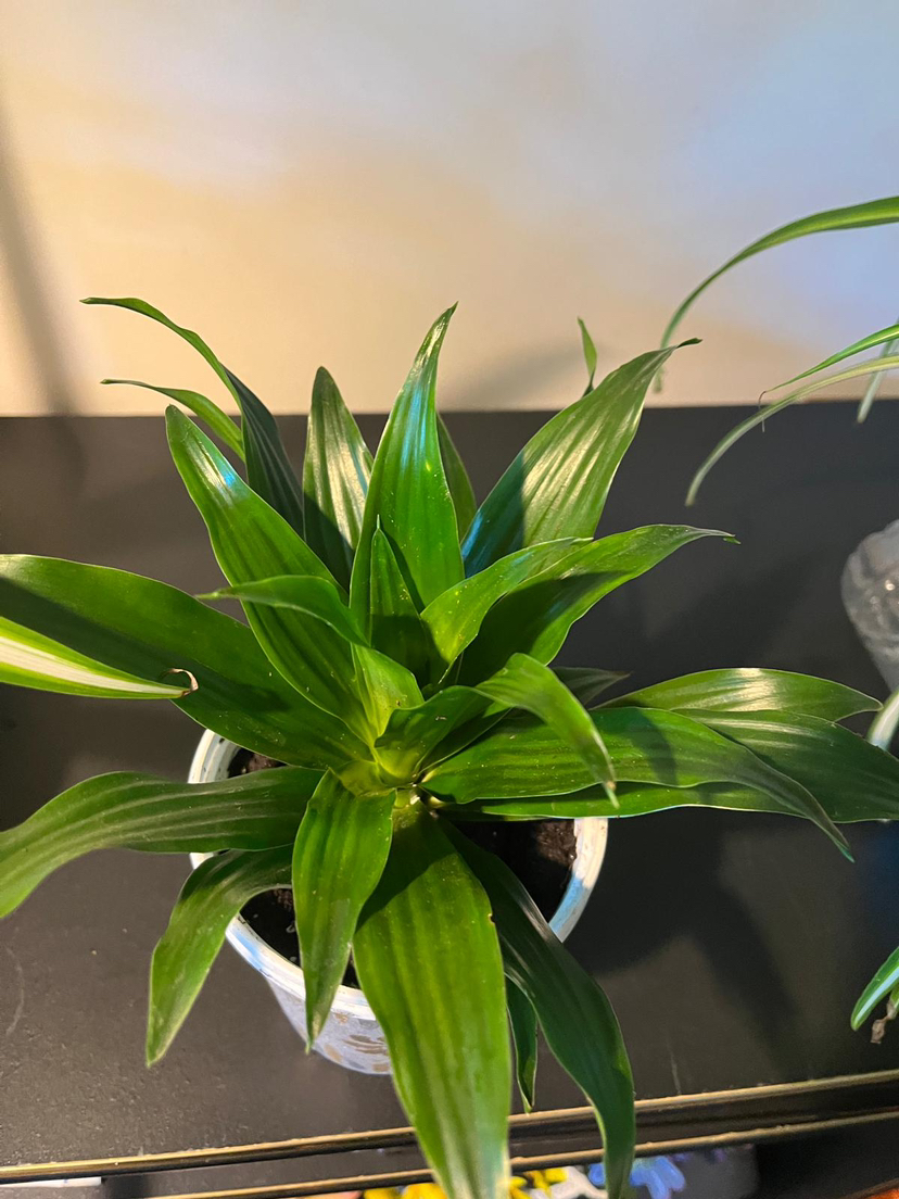 Dracaena Janet plant image indicator(5)