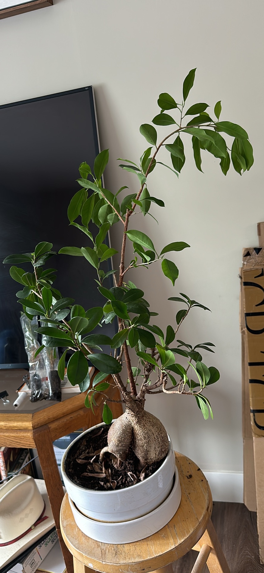 Plants