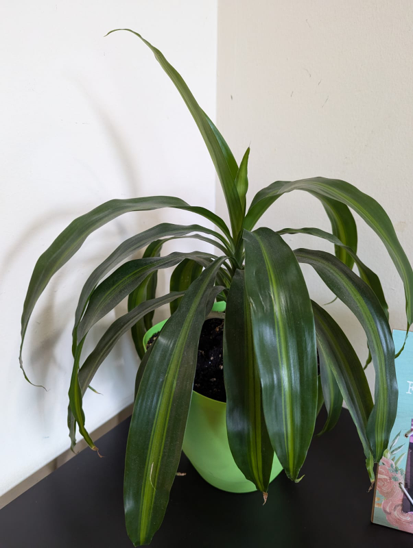 Hawaiian sunshine Dracaena plant thumbnail