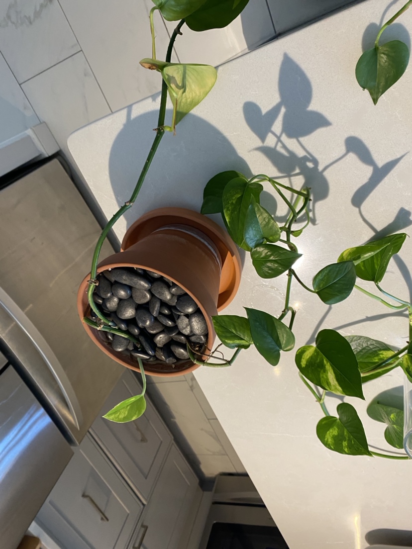 Beautiful 6 foot pothos plant (maybe golden pothos?) image indicator(5)