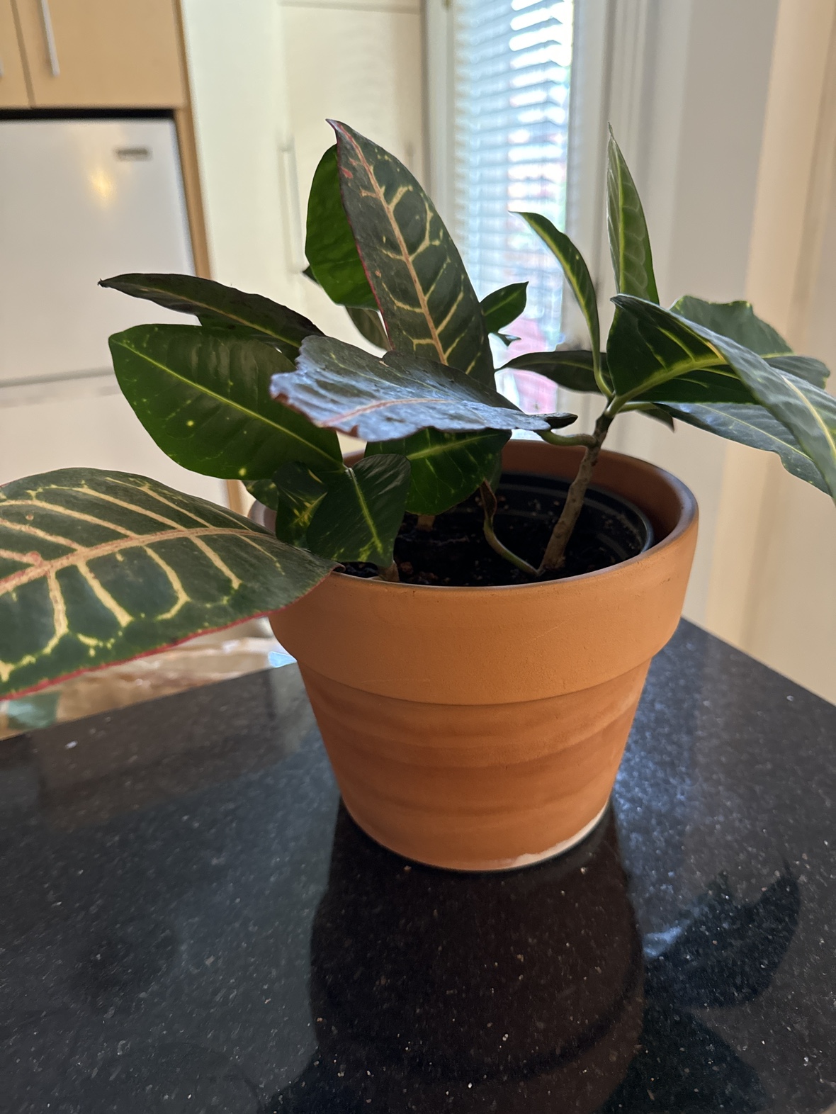 Plant and pot thumbnail