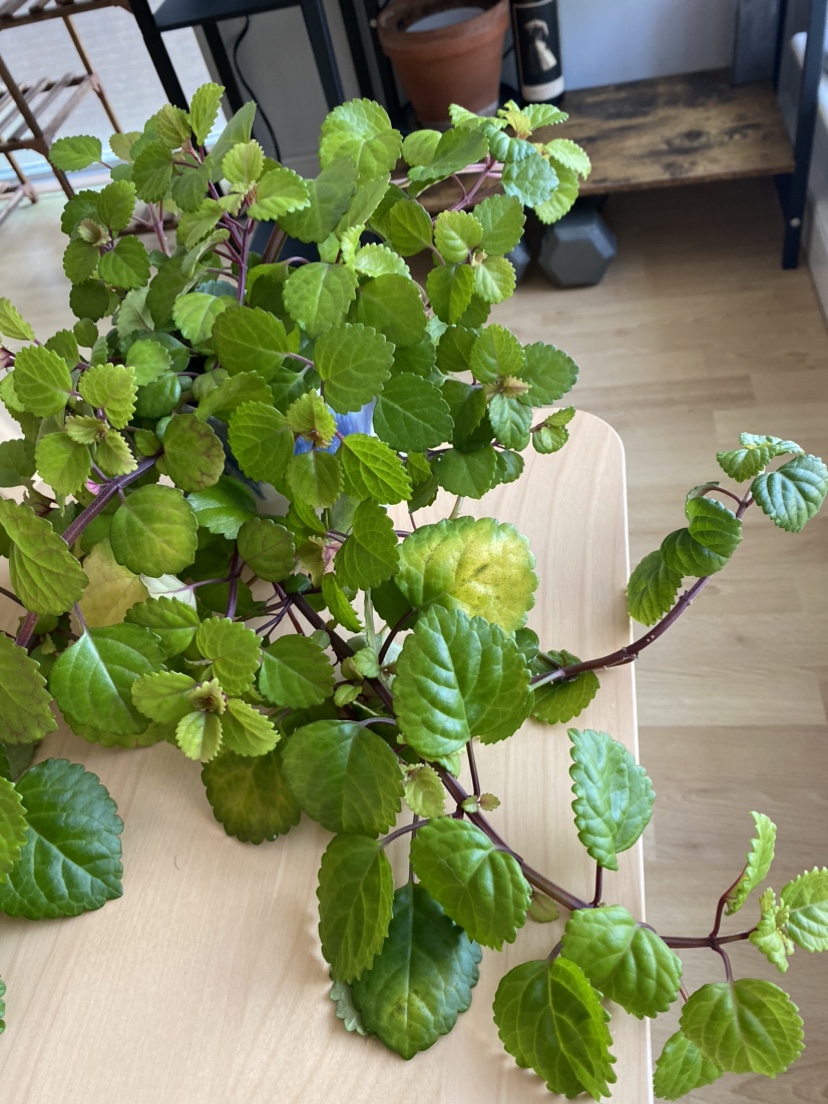 Happy Swedish Ivy plant image indicator(6)