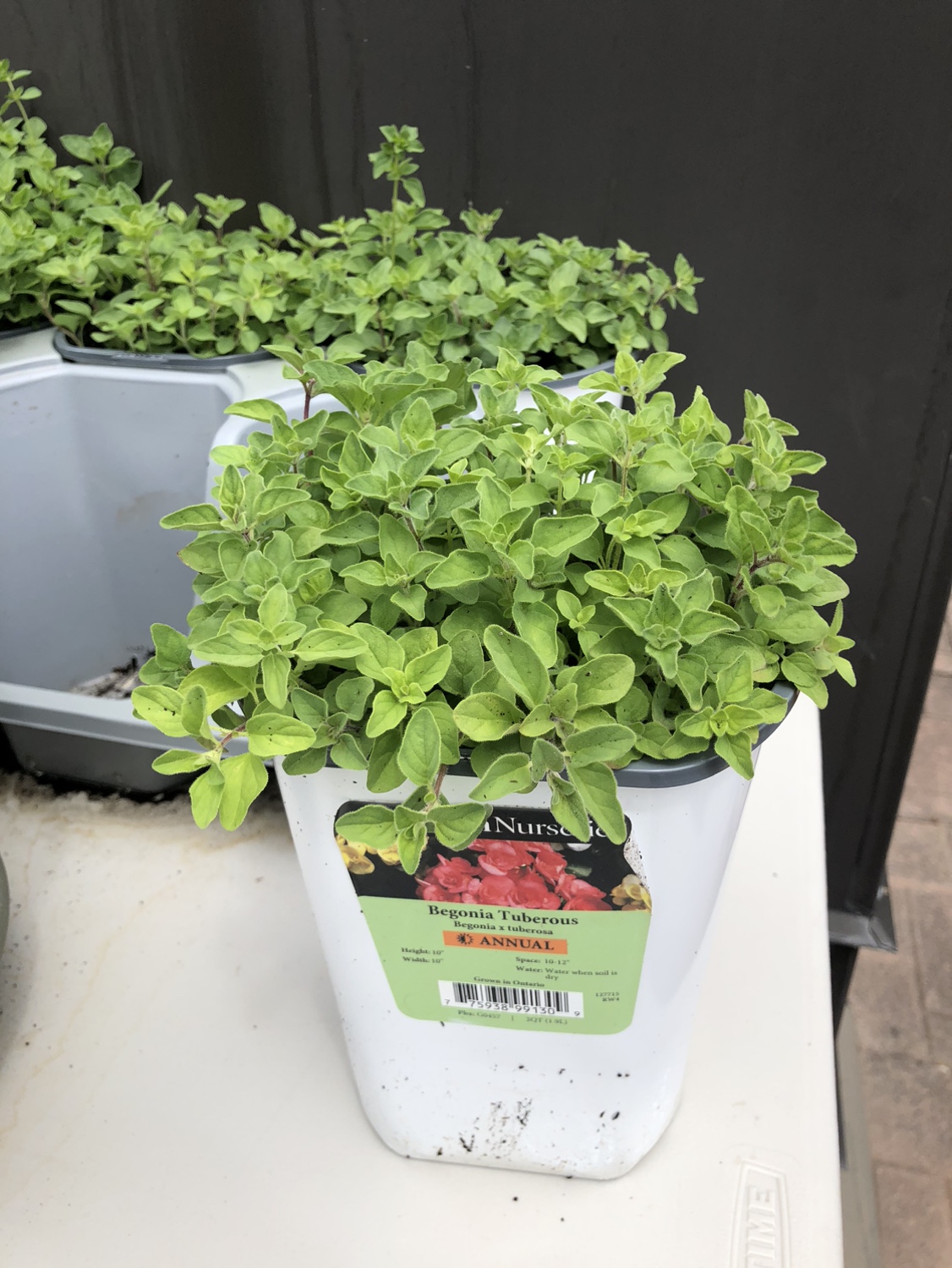Sprouting oregano in a yoghurt size tub - photo 2