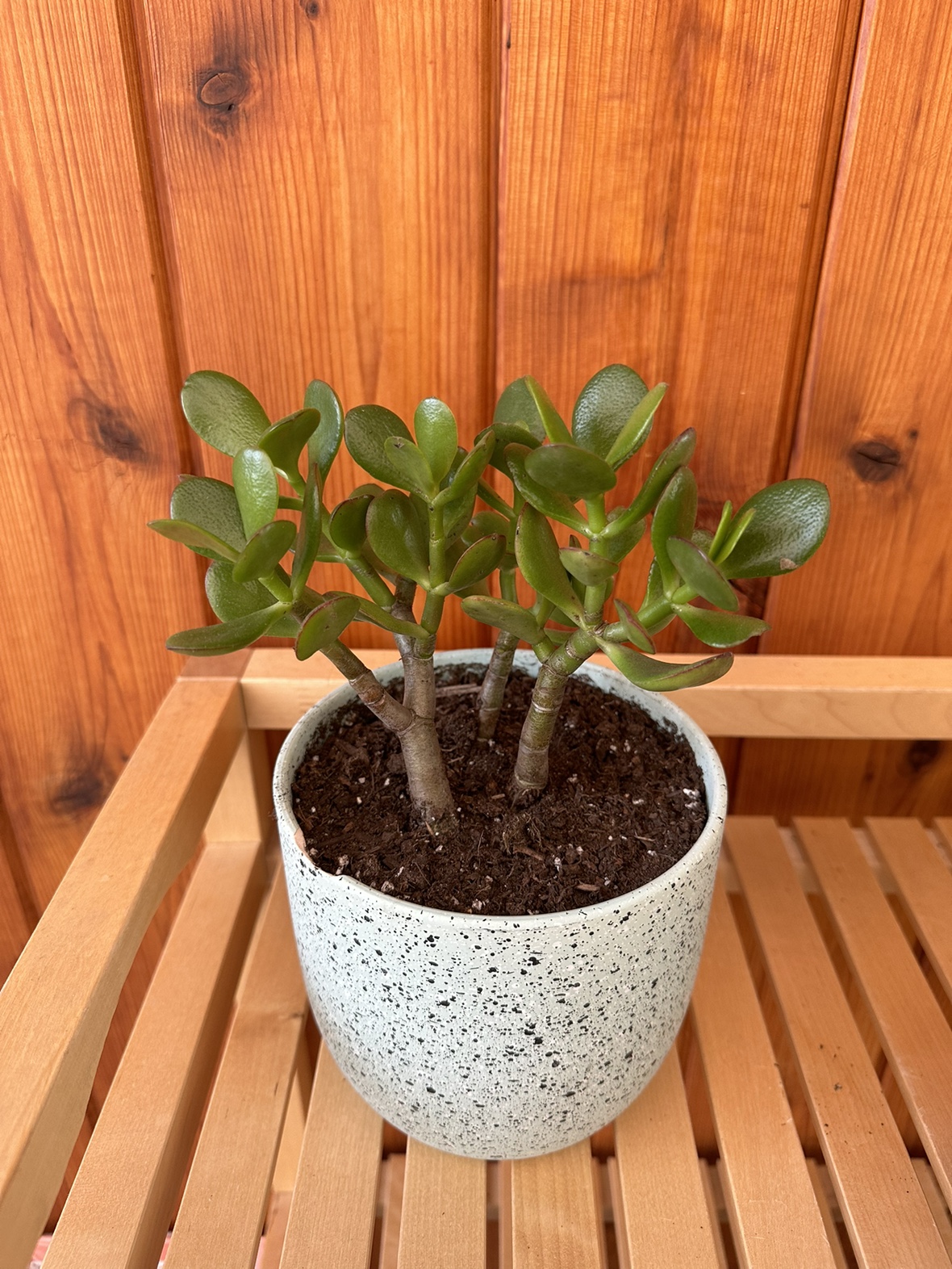 Jade plant - photo 4