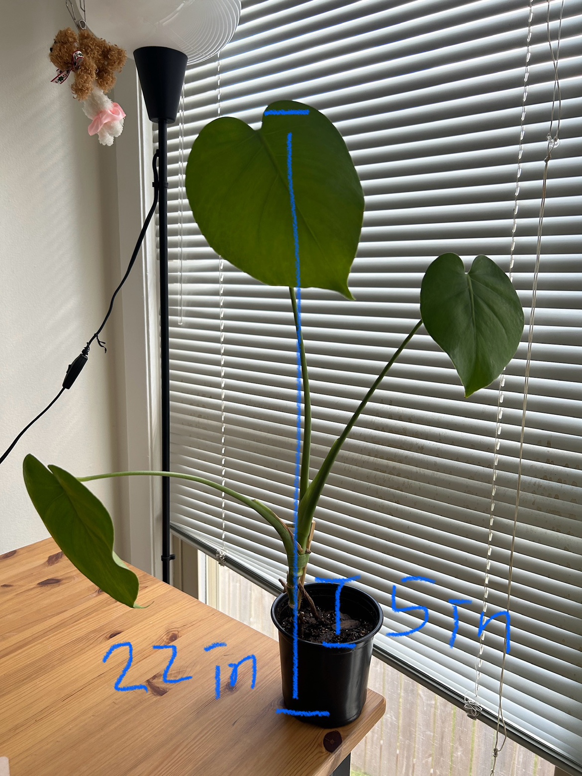 Monstera Plant 1