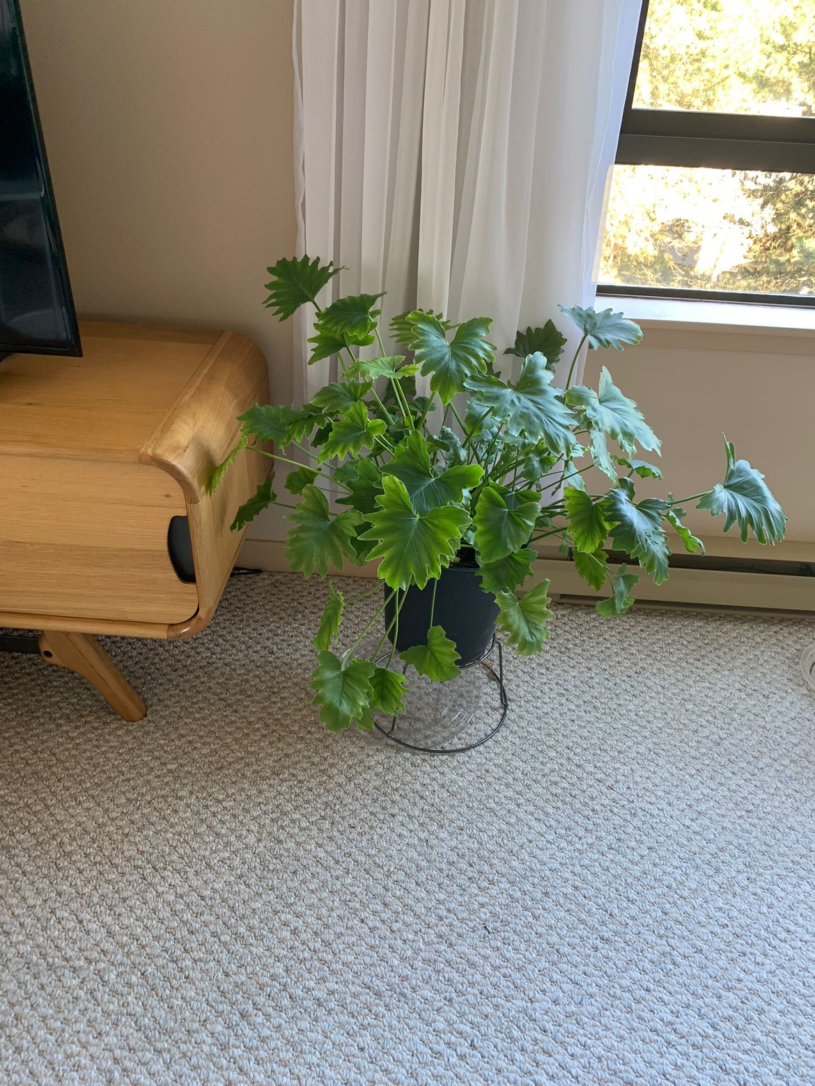 Plant