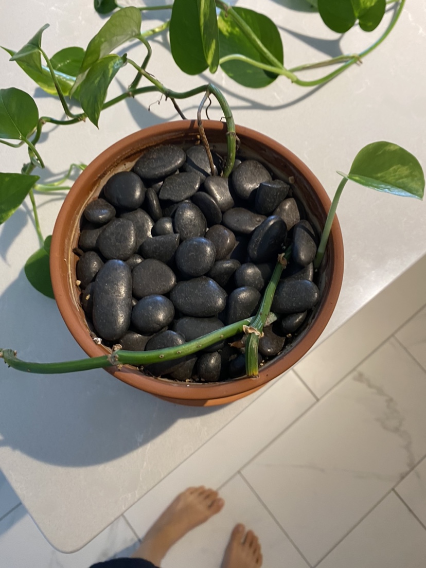 Beautiful 6 foot pothos plant (maybe golden pothos?) image indicator(4)