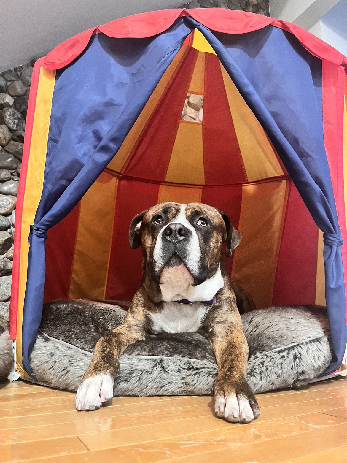 Dog Tent Nook