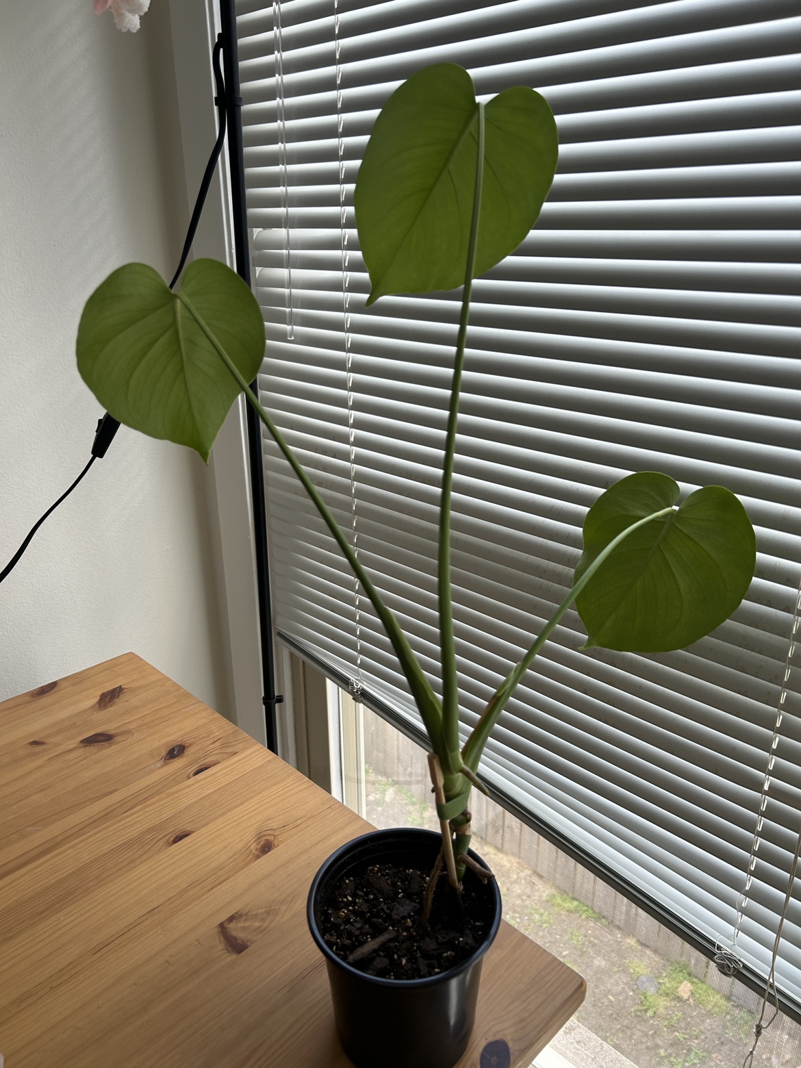 Monstera Plant 1 - photo 2