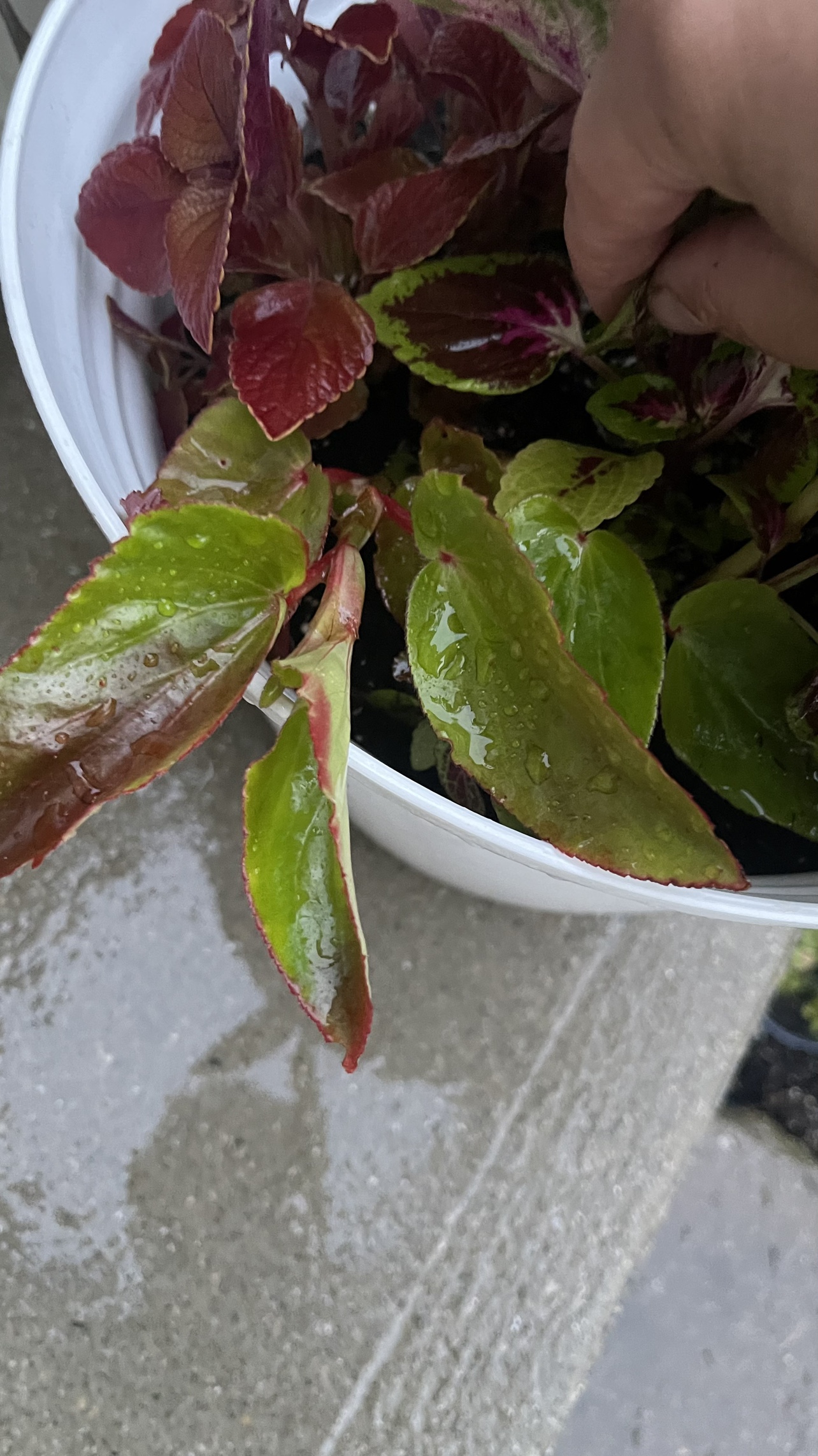 Red & green Coleus plant with begonia Combo image indicator(6)