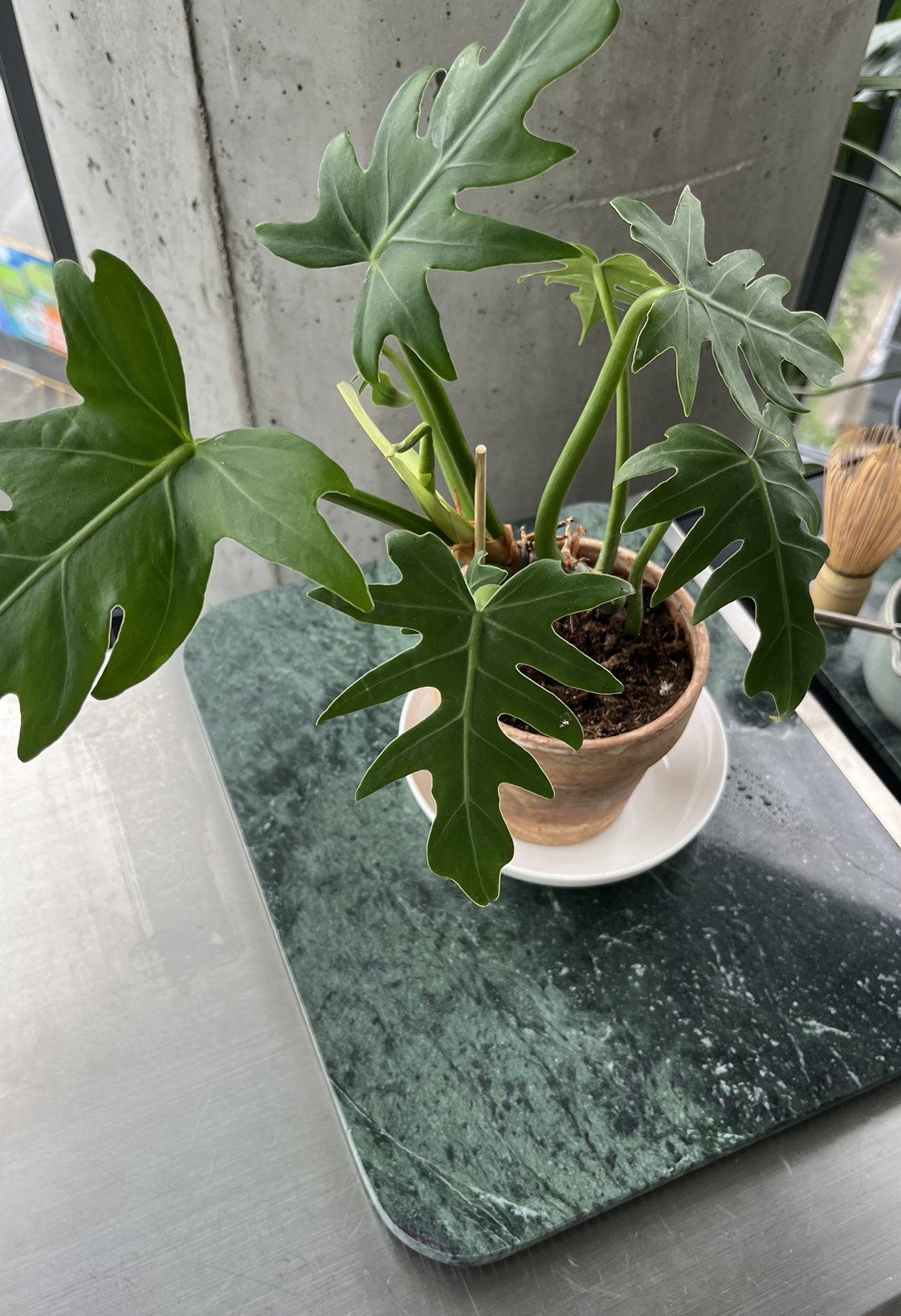 Philo Radiatum - Small