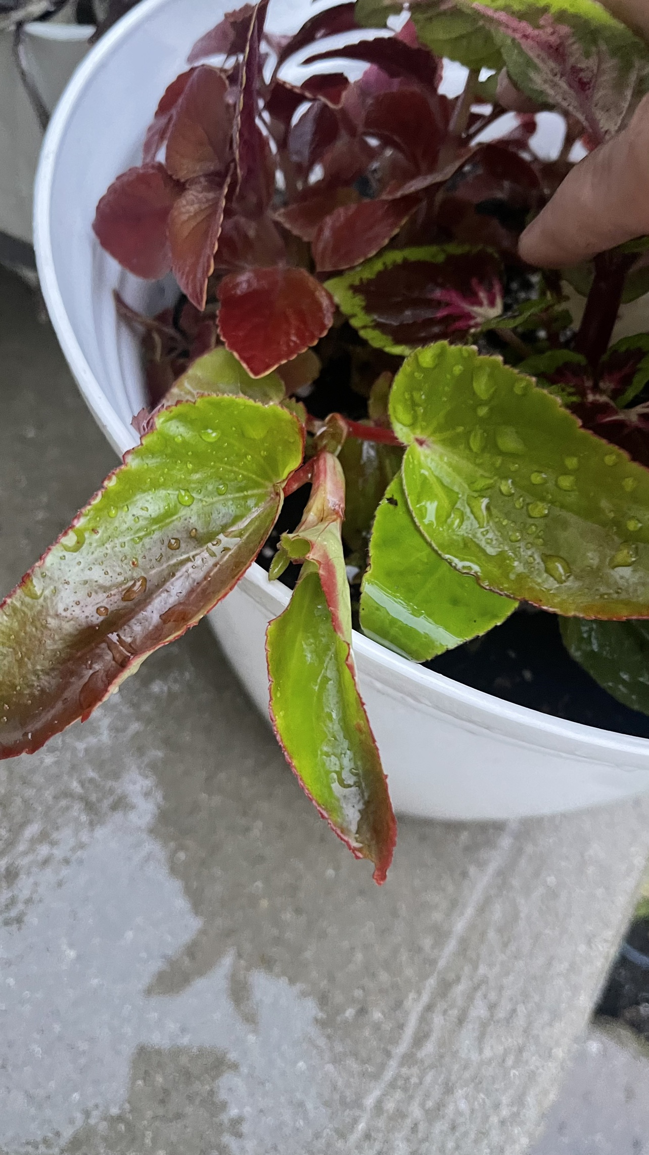 Red & green Coleus plant with begonia Combo image indicator(7)