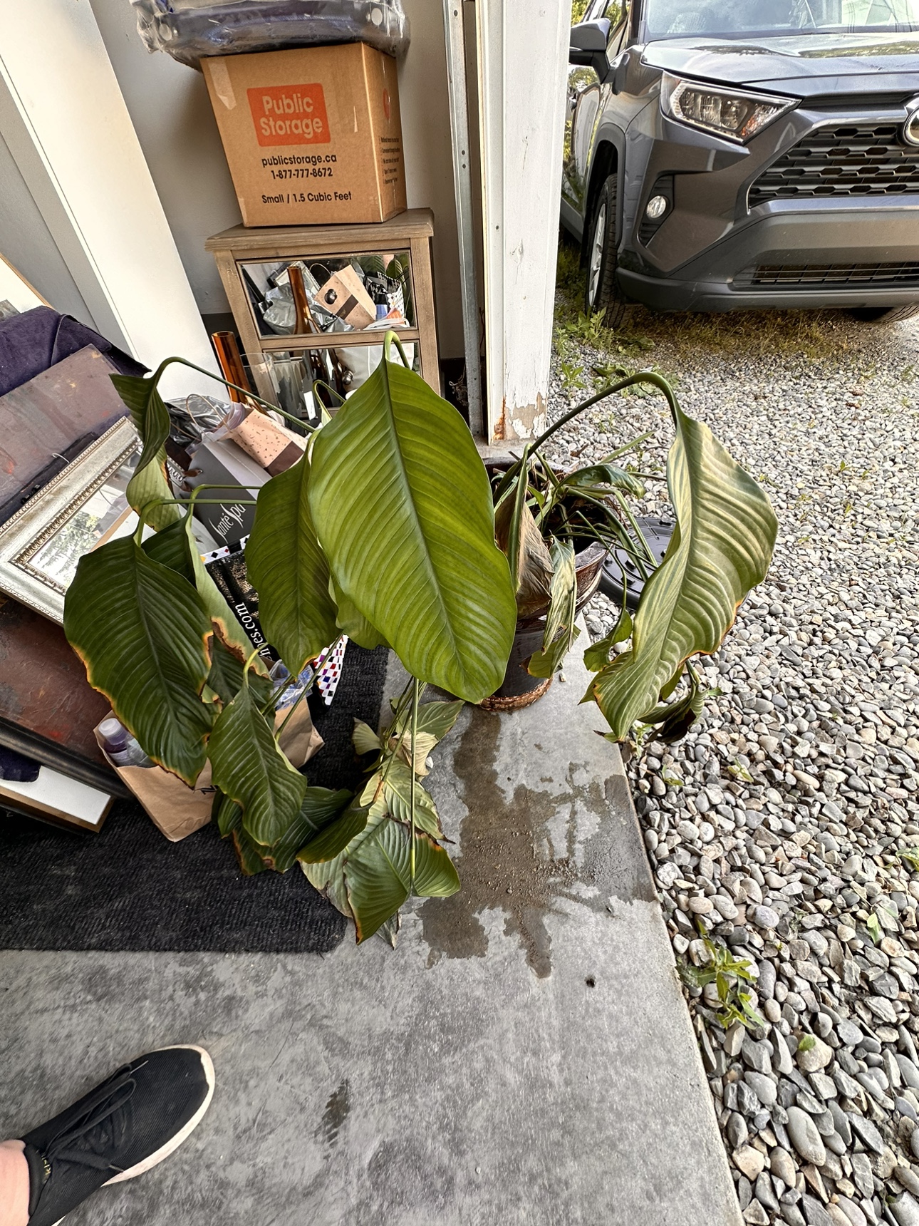 Peace Lily in ceramic pot thumbnail