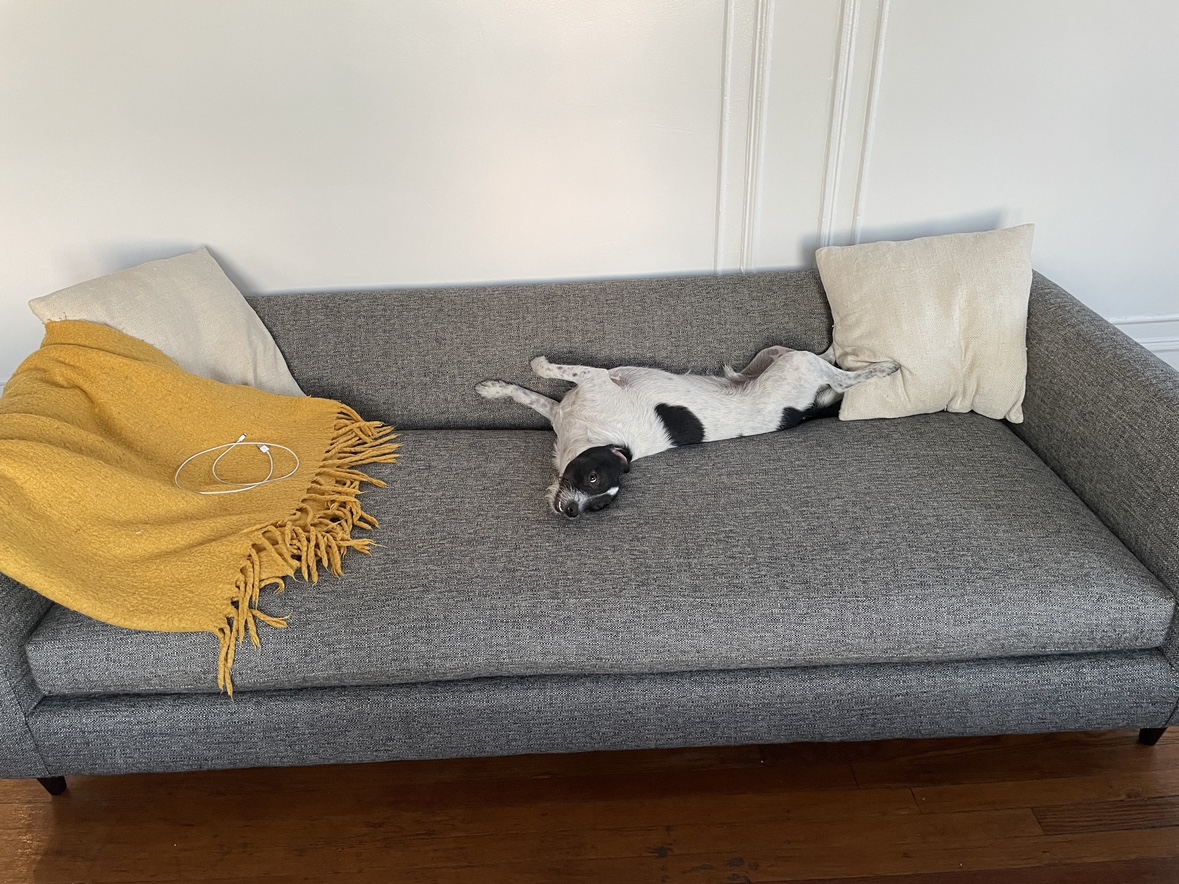 FREE COUCH - photo 5