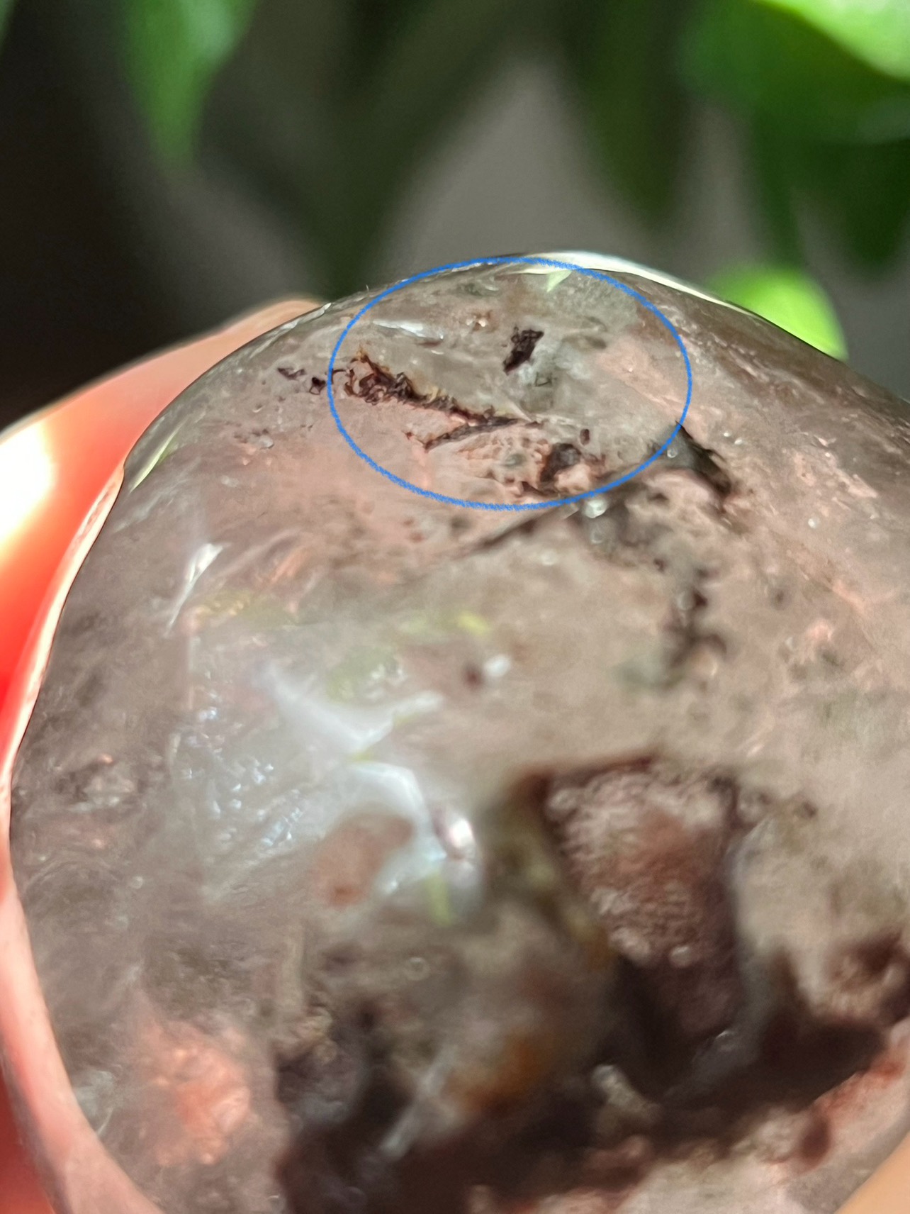 Garden quartz skull carving (J) | crystal image indicator(10)