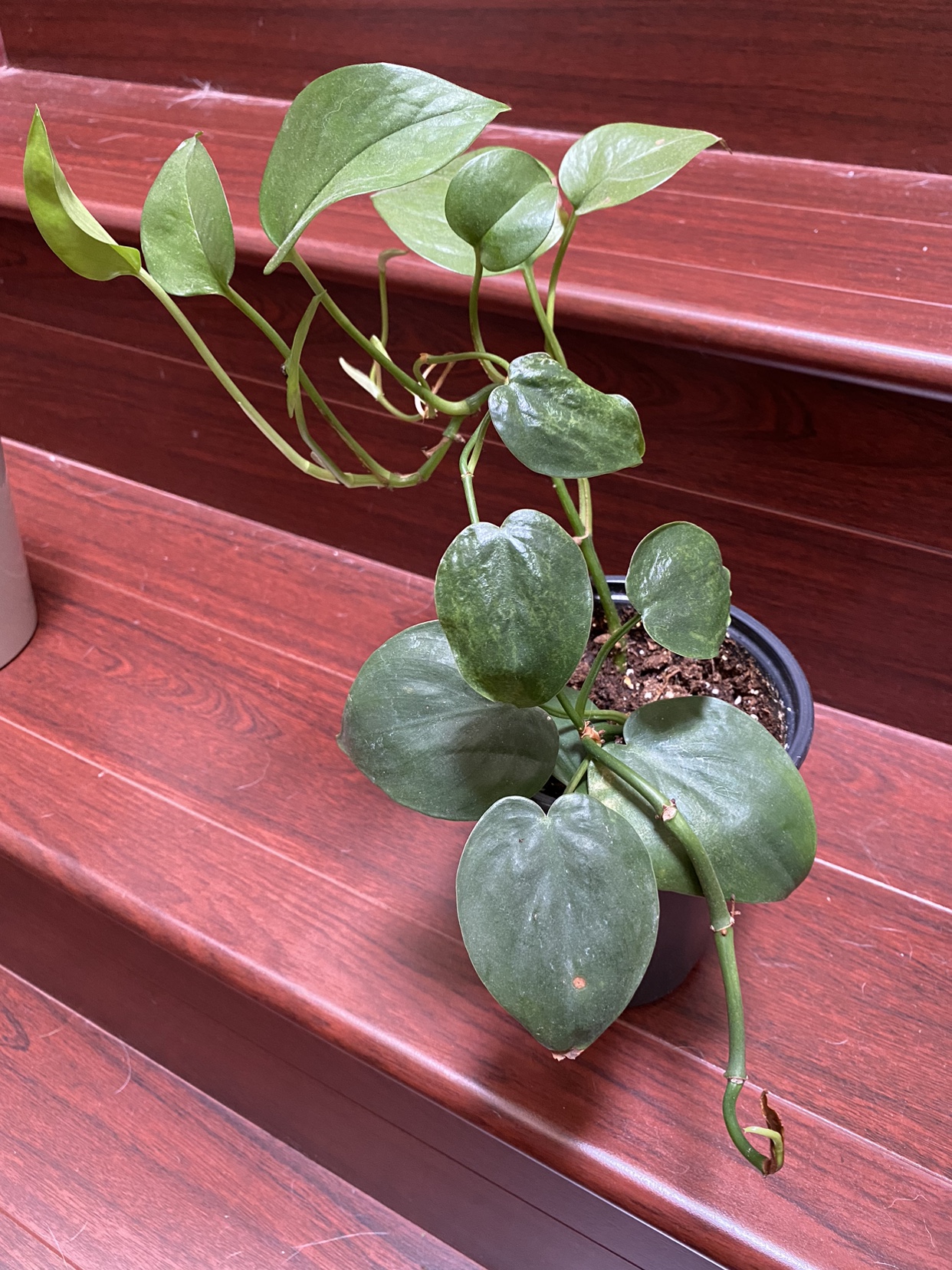 Plant thumbnail