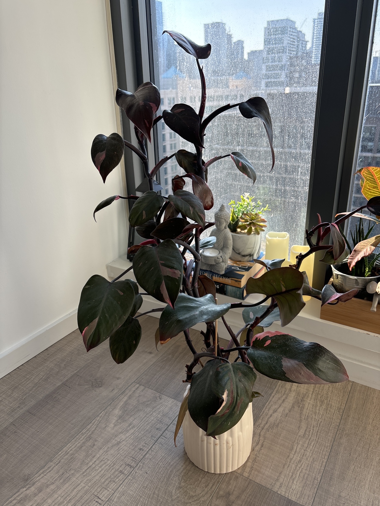 Plant for sell (Free pot)