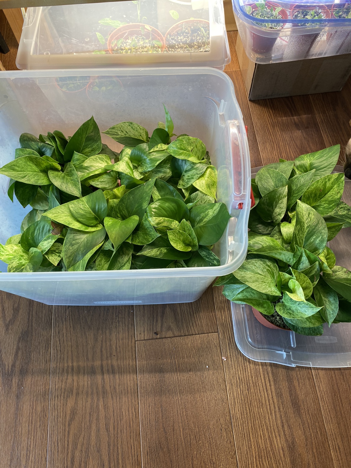 Marble Queen Pothos Plants
