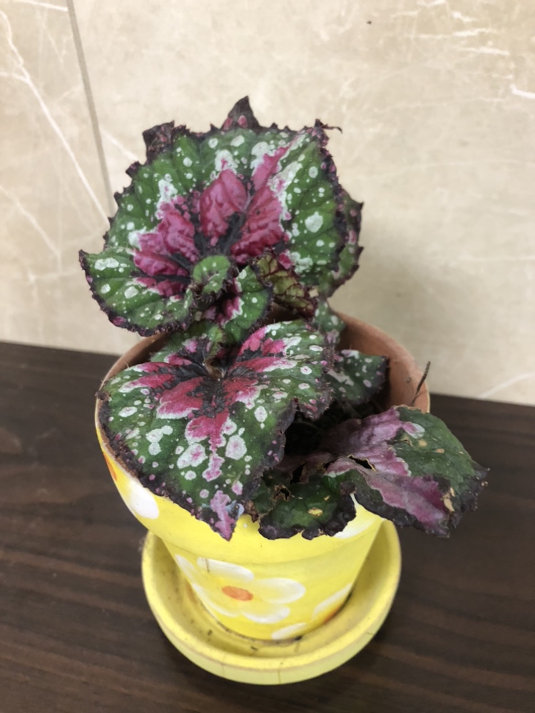 3” begonia each set $8 thumbnail