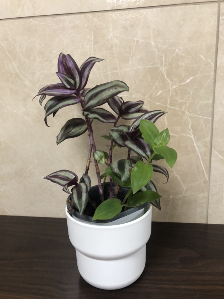3.5” Tradescantia zebrina $5, with cover pot$8 thumbnail
