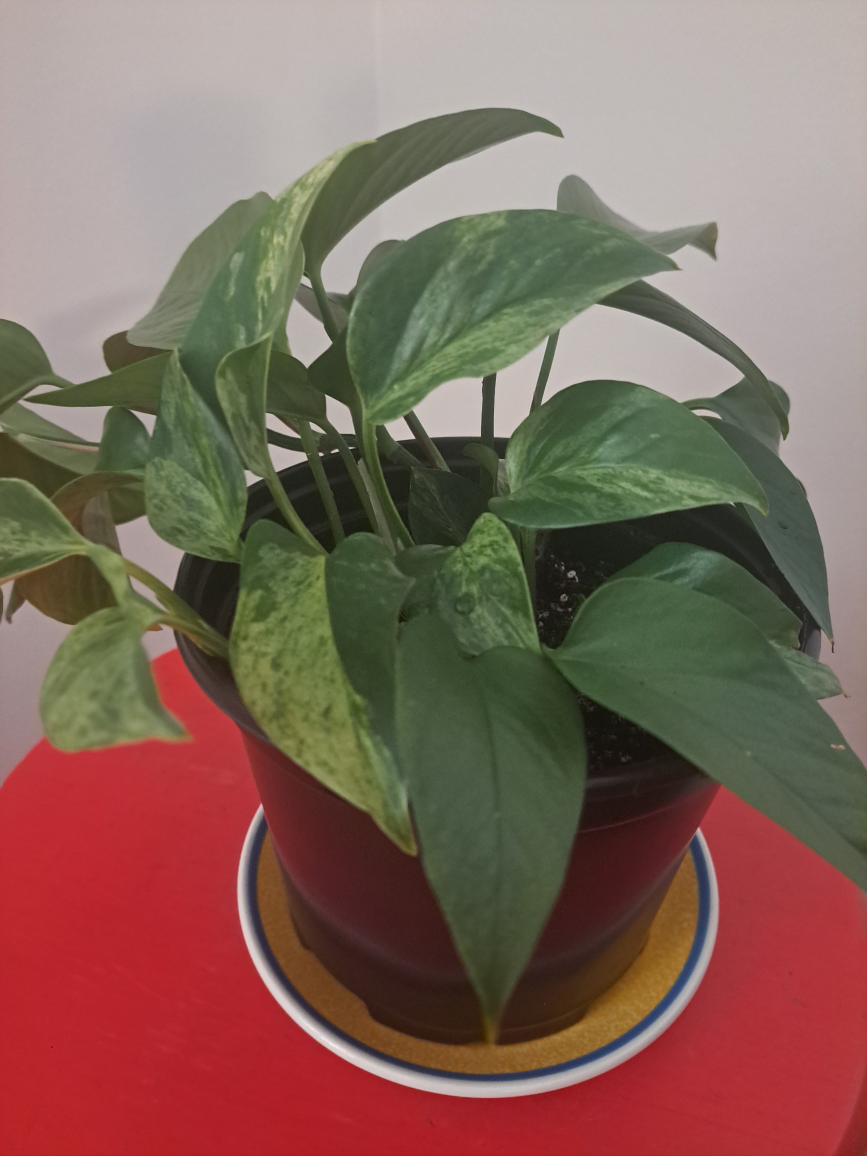 Marble Queen Pothos - photo 2