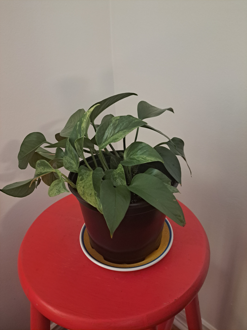 Marble Queen Pothos - photo 3