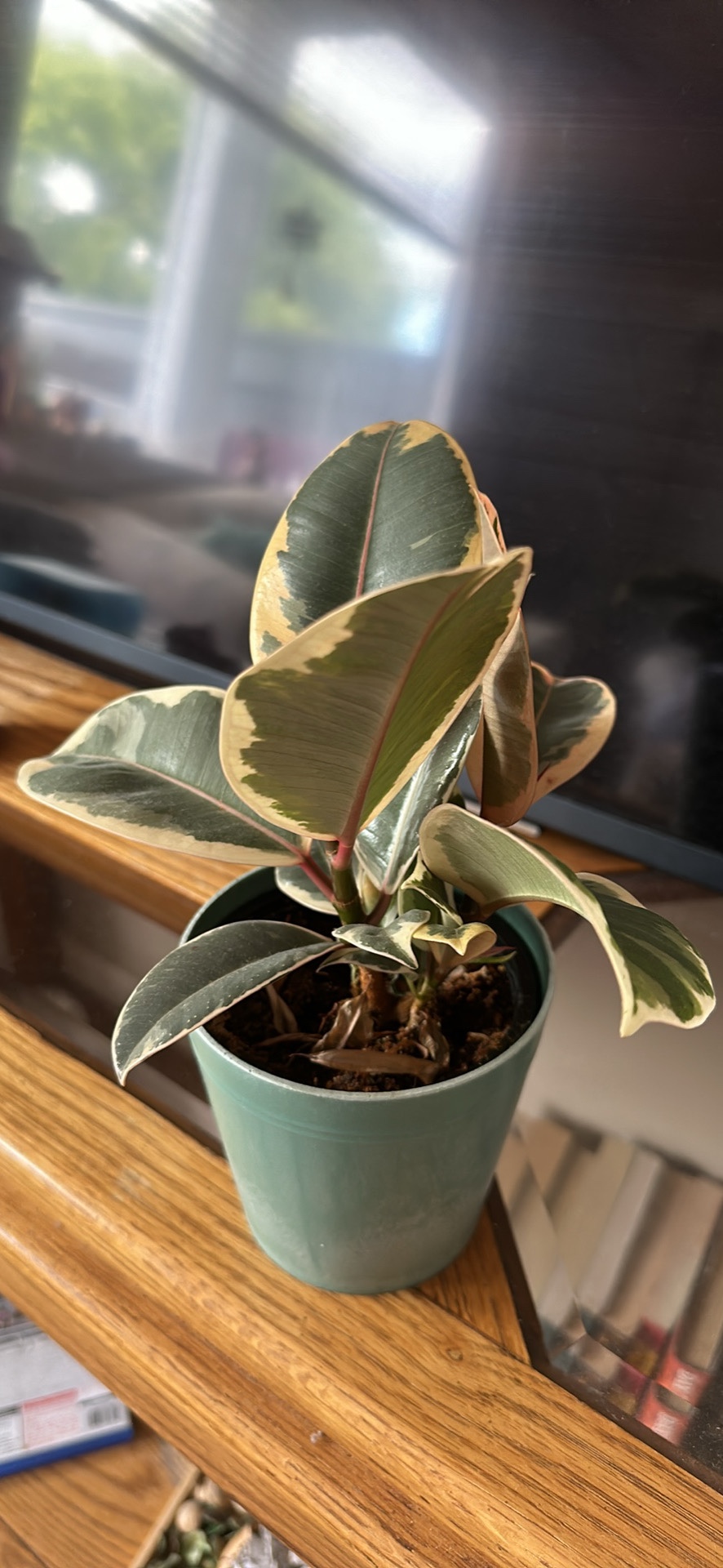 Plants - photo 4