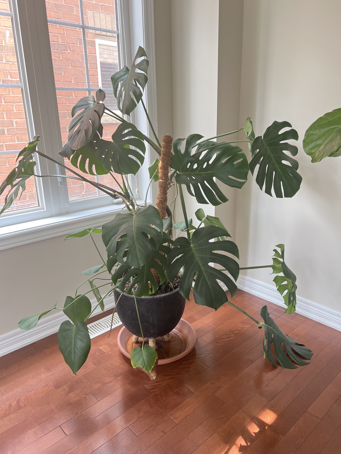 Monstera live plant with pot