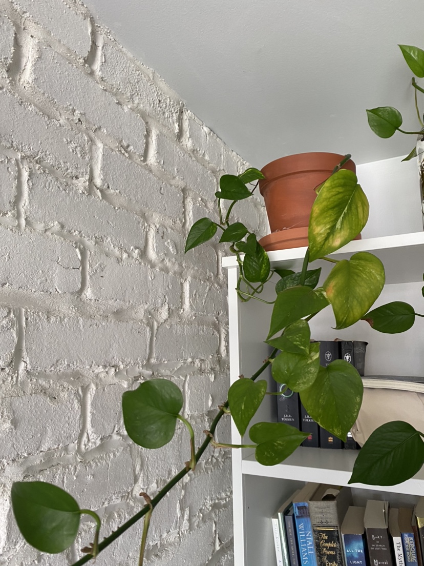 Beautiful 6 foot pothos plant (maybe golden pothos?) image indicator(3)