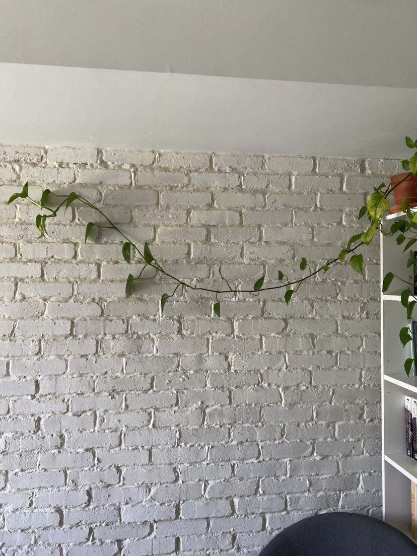 Beautiful 6 foot pothos plant (maybe golden pothos?) thumbnail