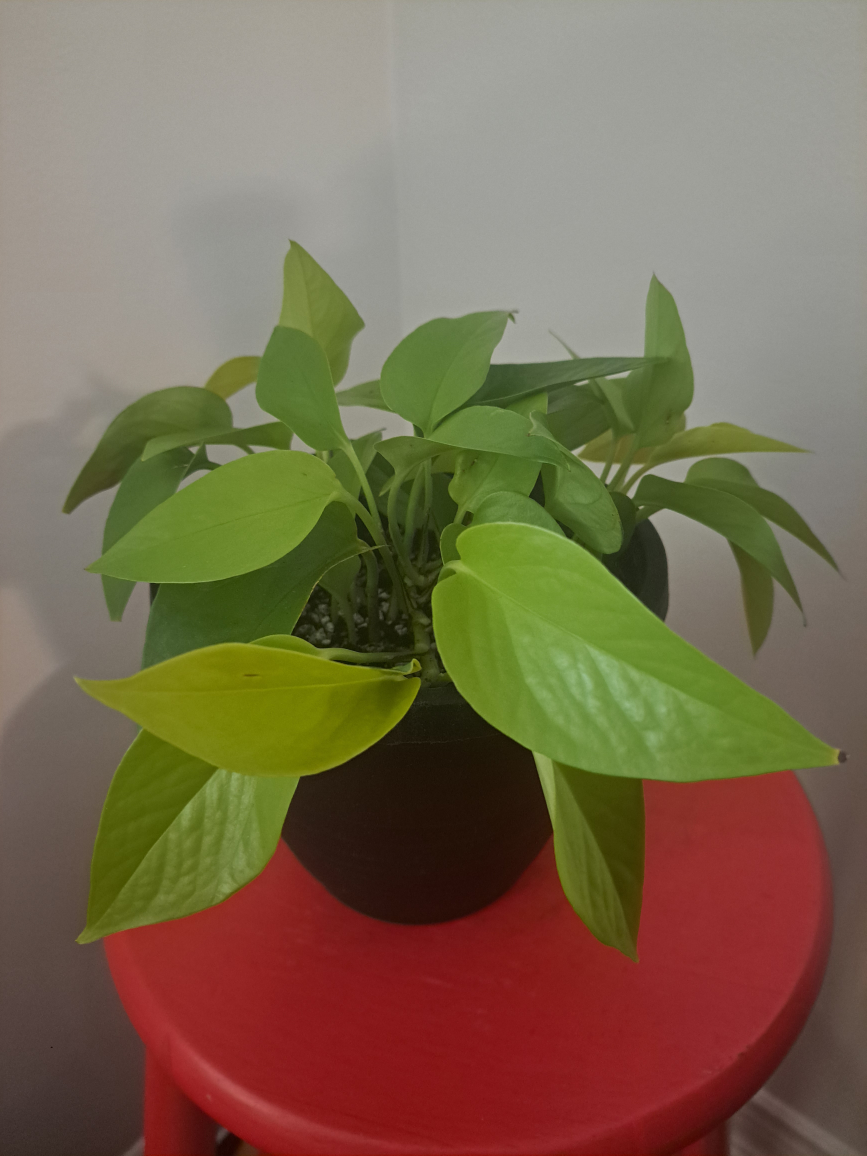 Neon Pothos Plant